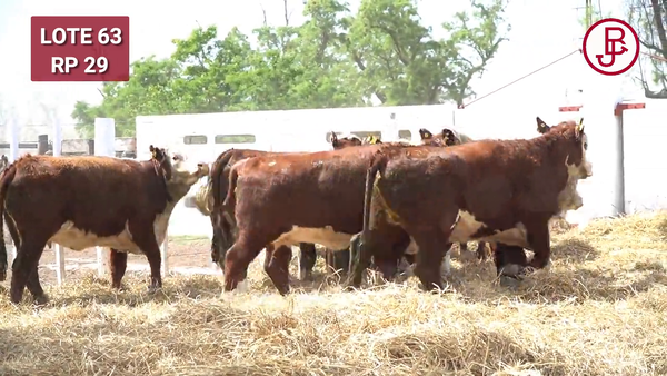 Lote VAQUILLONAS PREÑADAS HEREFORD -PARICION OTOÑO 2025-