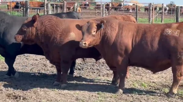 Lote CABAÑA TRES MOLINOS