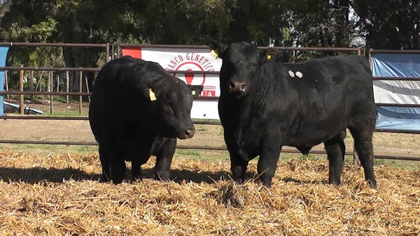 Lote TOROS ANGUS PURO DE PEDIGREE