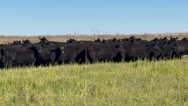 Lote 65 Vaquillonas