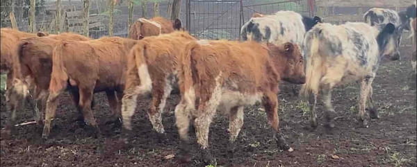 Lote 43 Ternero en Purranque, X Región Los Lagos