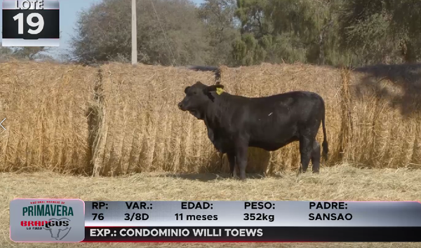 Lote LOTE 19