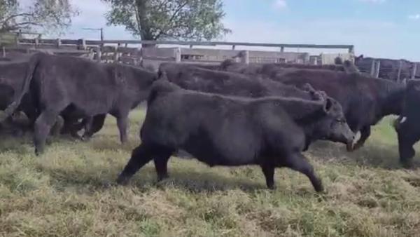 Lote 55 TERN. MACHOS, OLAVARRÍA, BS. AS.