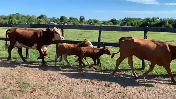 Lote 45 Vacas usadas preñadas en Goya, Corrientes