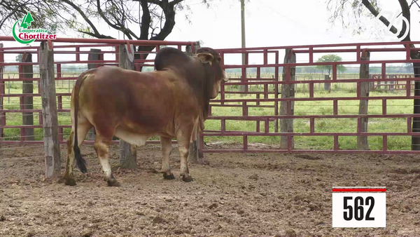 Lote Brahman