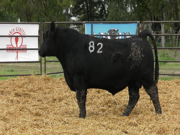 Lote TOROS ANGUS NEGROS PC