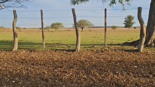 Lote 60 Vacas de invernar