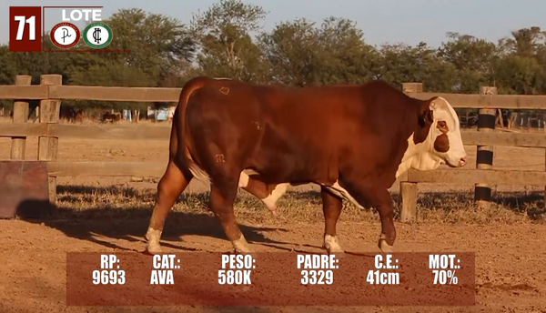Lote Lote 71