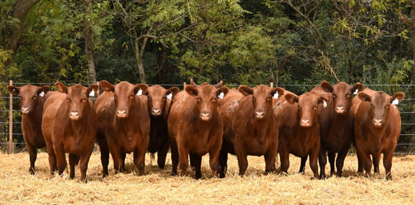 Lote VAQUILLONAS ANGUS PC PRIMAVERA