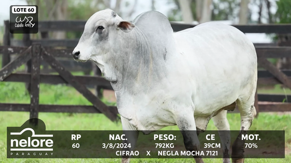 Lote LOTE 60
