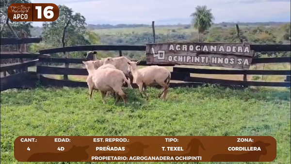 Lote LOTE 16 -POR PANTALLA