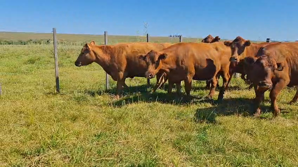 Lote VACAS PREÑADAS