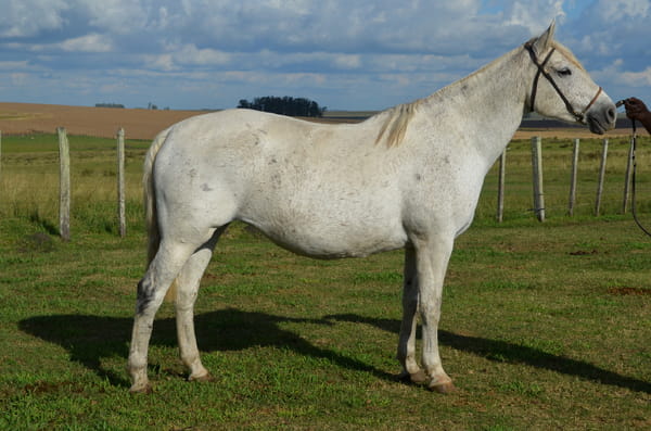 Lote ZAMORA 1