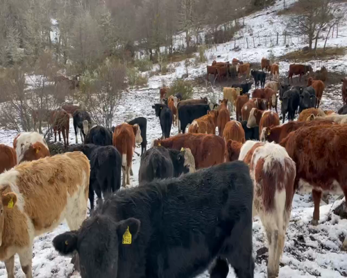 Lote 90 Ternera en  Coyhaique, XI Región Aysén