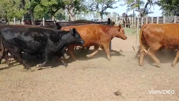 Lote 31 Vaquillonas C/ gtia de preñez en Brandsen, Buenos Aires