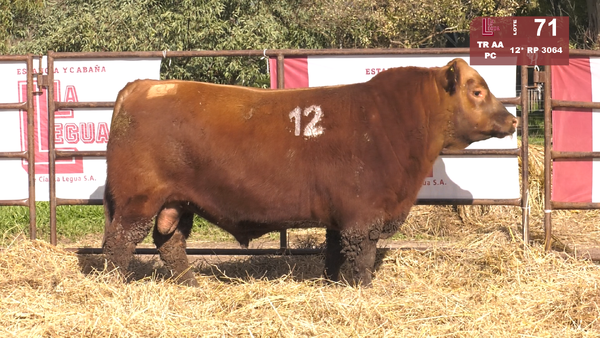 12(*) 3064 — TOROS ANGUS COLORADOS  PC