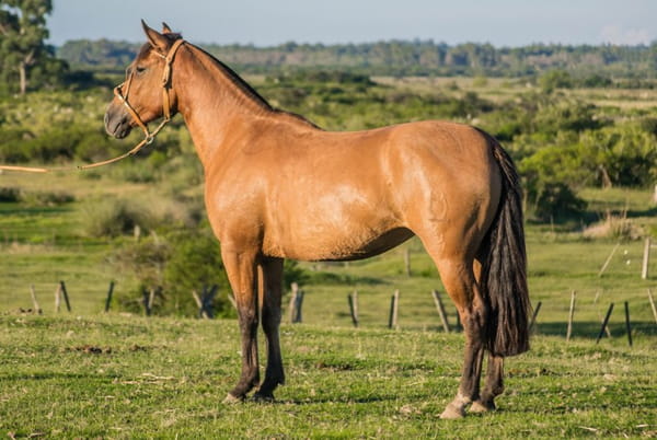 Lote CONSTANCIA RESOLONA 1681