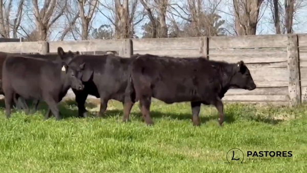 Lote Cabaña Pastores