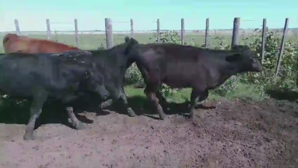 Lote 70 TERNS. MACHOS, LINCOLN, BS. AS.