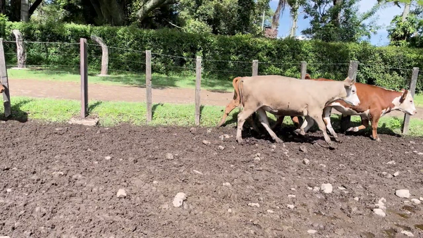 Lote NOVILLOS 1-2 AÑOS