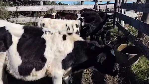 Lote 10 Terneros y Terneras, San José