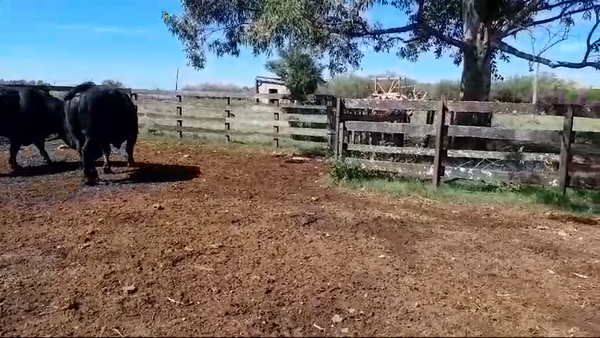 Lote 2 Toros 2 AA 680kg -  en BALTASAR BRUM