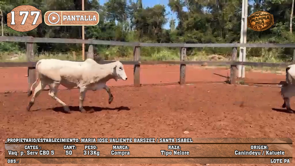 Lote LOTE 177 - PANTALLA