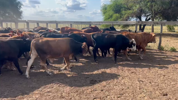 Lote 75 Novillitos en Juan José Castelli, Chaco