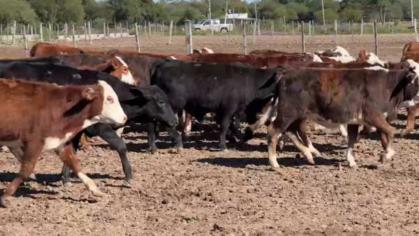 Lote 104 Terneros/as