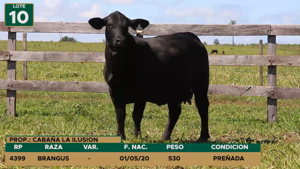 Lote HEMBRAS LOTE 10
