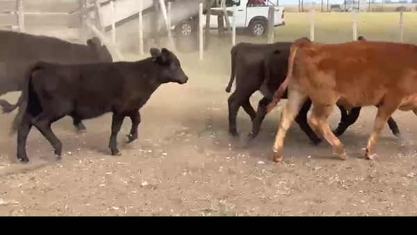 Lote 66  TERNEROS/AS