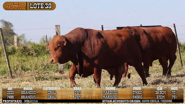 Lote LOTE 39 - VIVO
