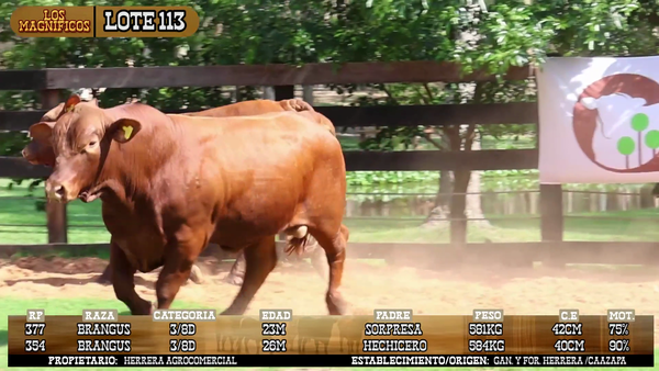 Lote LOTE 113