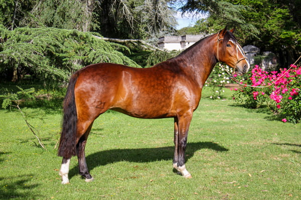 Lote QUELEN CAUTIVA.