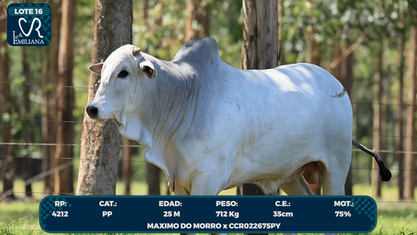 Lote LOTE 16