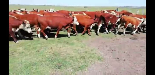 Lote 60 Terneros/as en Villaguay, Entre Ríos