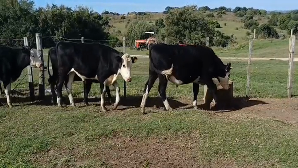 Lote 19 Novillos 1 a 2 años 17 HE/ HO - 1 CH/ HO - 1SR 285kg -  en PASO MORLAN
