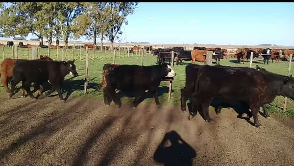 Lote 25 Terneros/as en Benito Juárez, Buenos Aires