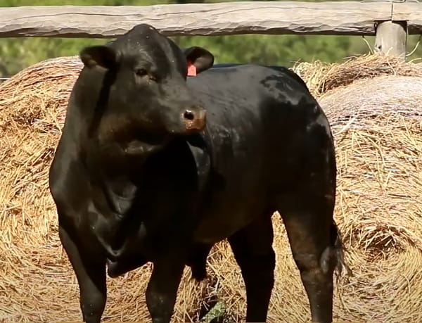Lote TOROS DE 2 AÑOS