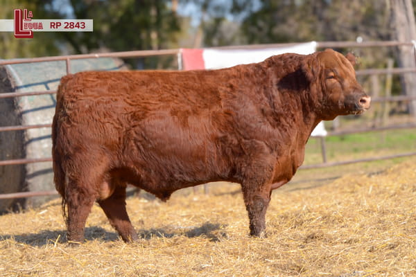 Lote TOROS ANGUS  PP