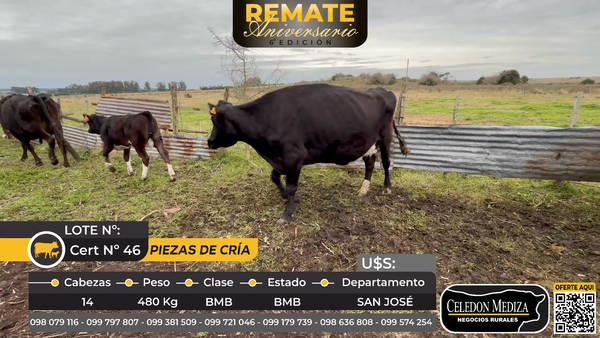 Lote 14 Piezas de cría en Colonia