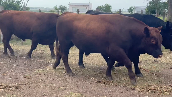 Lote 4 Toros SA en Fray Marcos, Florida