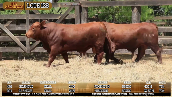 Lote LOTE 128