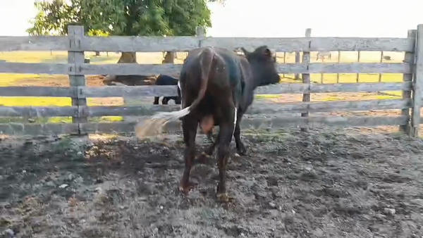 Lote Toros, San José