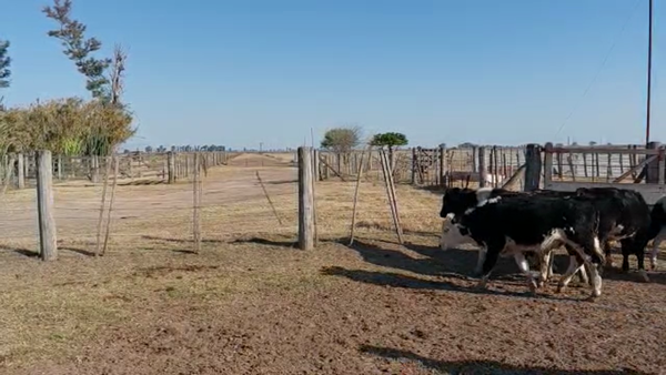 Lote 7 Terneros en Sunchales, Santa Fe