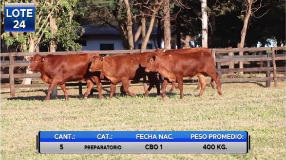 Lote VAQUILLAS BRANGUS PREÑADAS  -LOTE 24