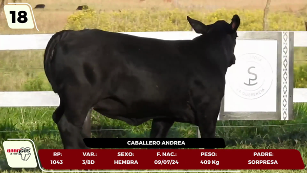 Lote LOTE 18 - JUNIOR