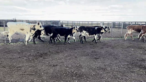 Lote VAQUILLONAS 1 A 2 AÑOS