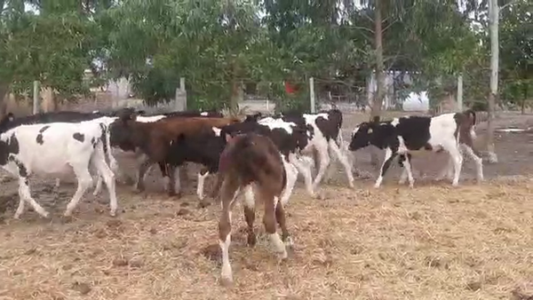 Lote 15 Terneros Holando 140kg -  en Mal Abrigo