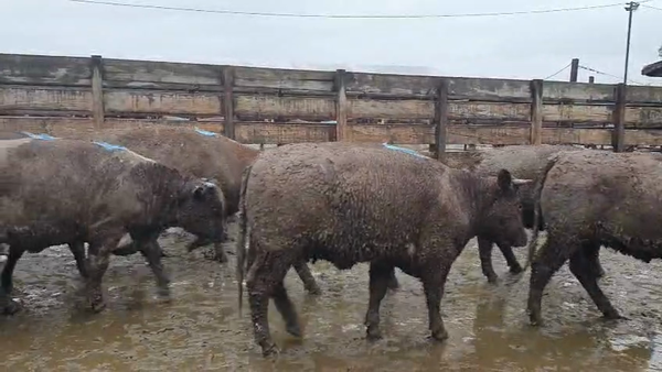Lote 20 Vaquilla Gorda en Los Ángeles, VIII Región Biobío